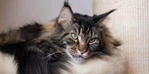 Living with a Maine Coon