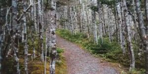 This hidden kangaroo challenges internet users