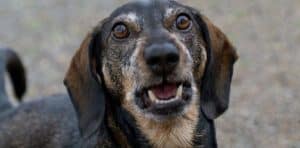 Why do dogs bark at some people but not others?