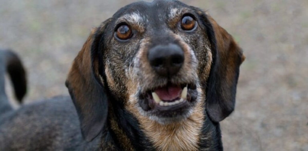 Why do dogs bark at some people but not others?