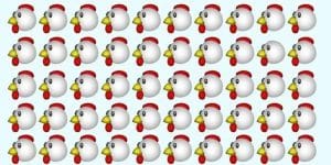 There’s one unique chicken among 50