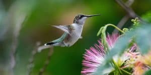 'No One Voted to Slaughter Hummingbirds': Trump's DOI Guts Bird Protections, Again