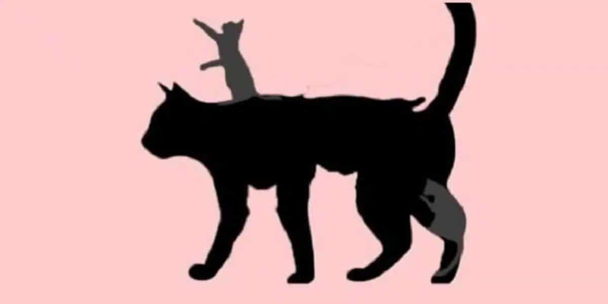 How many cats can you see