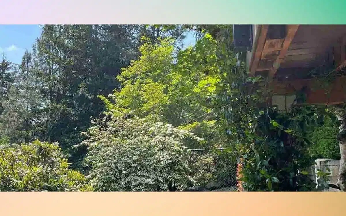 Hidden Bird