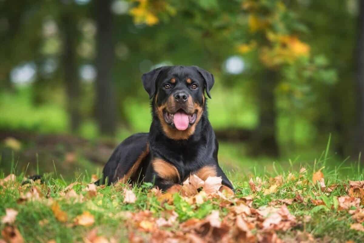 Rottweiler