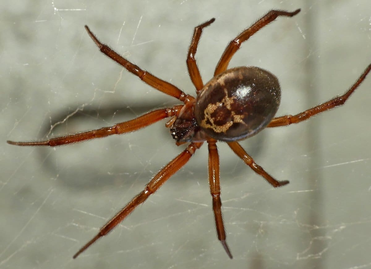 3 Scientists engineer spider