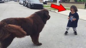 A child meets a dog in the street—and what happens next is truly unbelievable