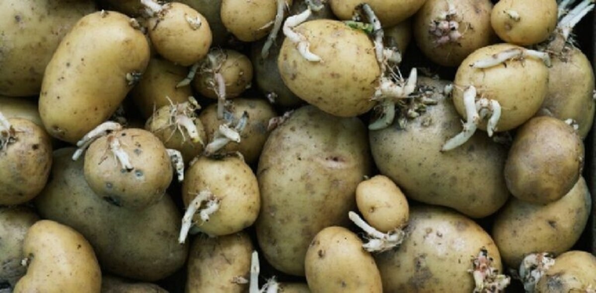 How to store potatoes to prevent sprouting and my grandma’s fantastic tip