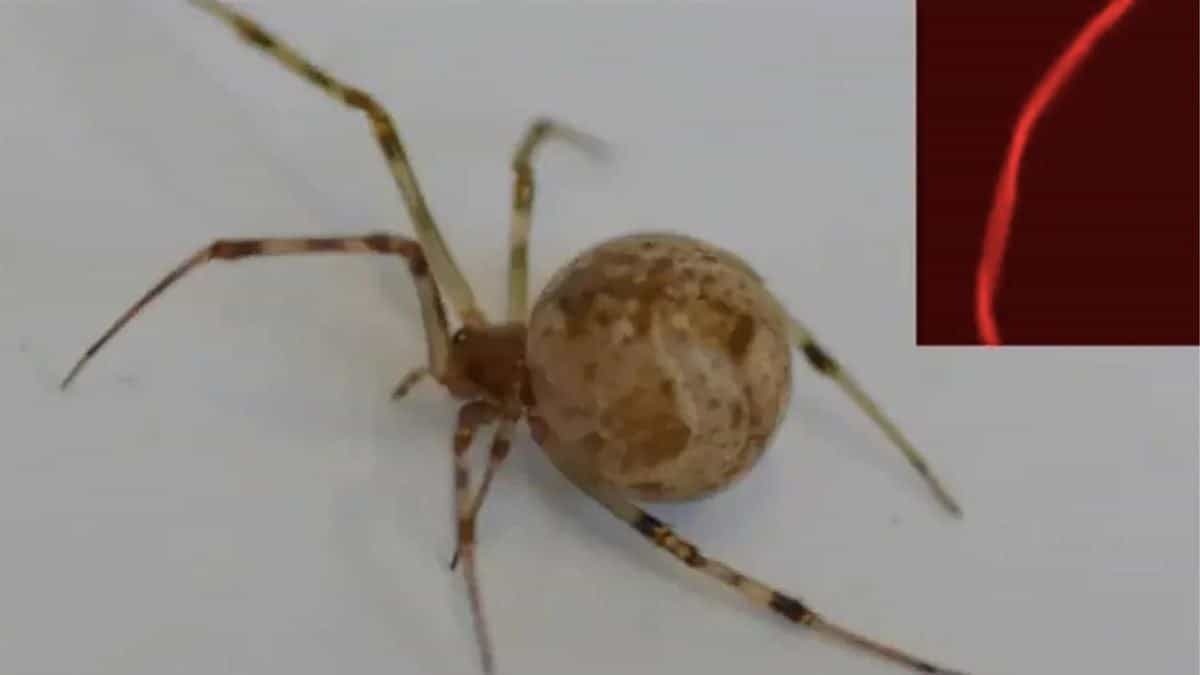 Scientists engineer spider