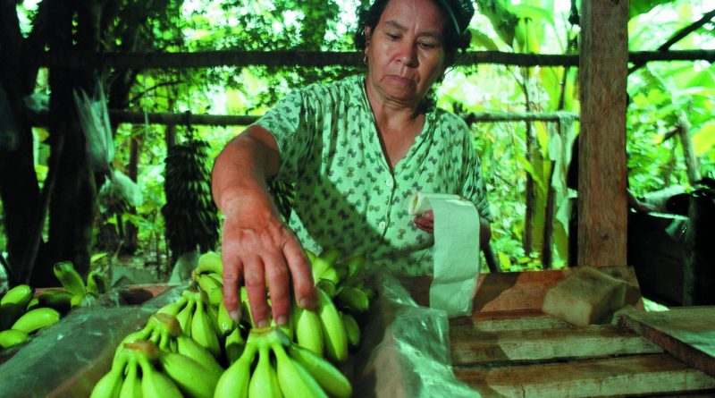 Banana production in Latin America